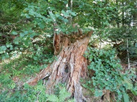 wandern und wundern 200x150